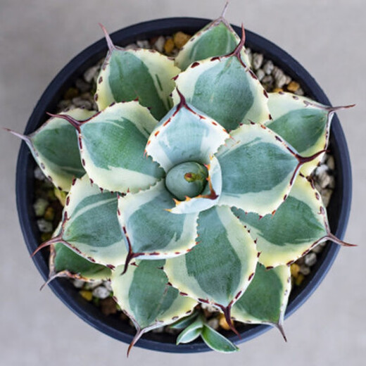 Serie de nieve familiar de Agave, brocado de corona auspicioso cinco colores y otras plantas suculentas Garden Plants Maikele Long lei 10cm