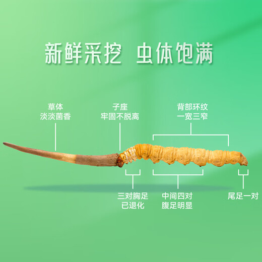 Dongyangguang Fresh Cordyceps 0,4-0,6g / 10 Les suppléments frais cordyceps sinensis sont envoyés aux anciens et aux personnes âgées pour envoyer des cheveux directs à la source