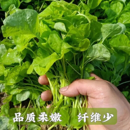 Big round leaf glutinous rice, amaranth, green leaf, amaranth, four seasons, farm vegetables, green seeds, amaranth #(picked and long)* White round leaf amaranth, exquisite 3 packs [sweet, tender and refreshing] about 16,805 capsules