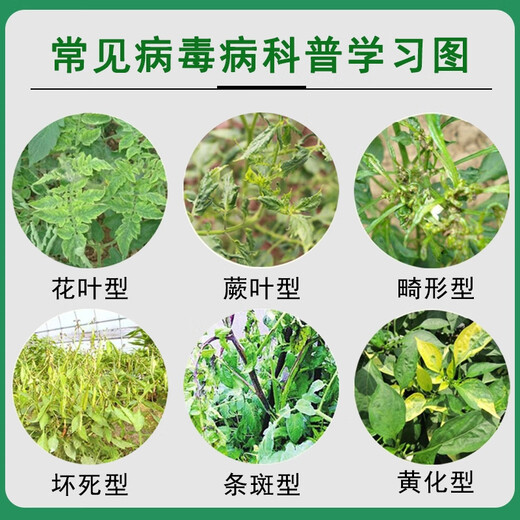 Viral disease special medicine package fungicide tomato cucumber pepper small leaf mosaic yellow leaf curl virus disease nemesis viral disease nemesis 100g*5 sets