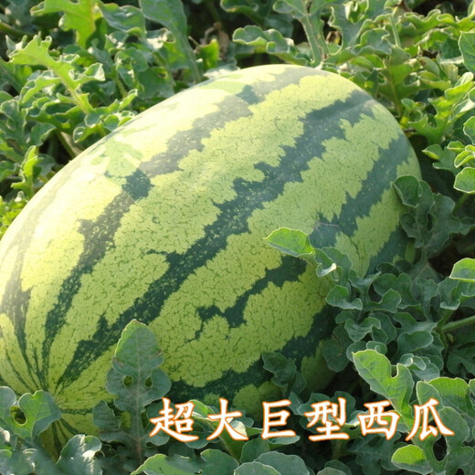 Nagrand Selenium Sand Large Melon Watermelon Seed Sweet King Watermelon Seed High Yield Spring and Autumn Southern Fruit Seed Giant Watermelon Selenium Sand Large Melon with about 100 original seeds