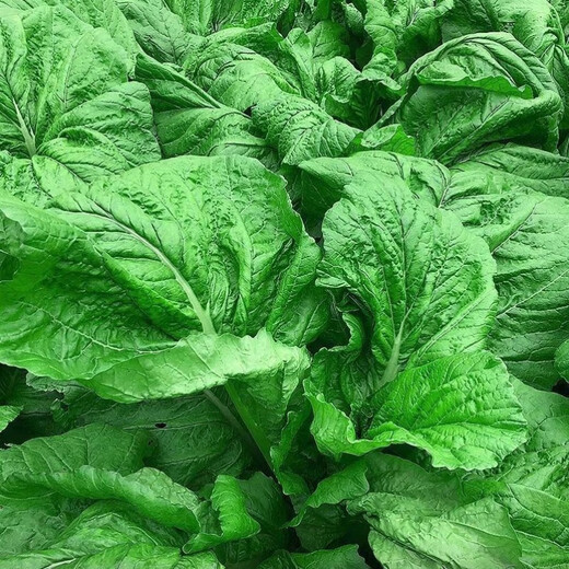 Sichuan Kuanbang green vegetable seeds, pickled pickles, sauerkraut, pickles, medium-ripe large-leaf autumn vegetable seeds, hot product impulse, Kuanbang green vegetable seeds, new this year, RNG9 original factory, 1 pack of about 800 seeds