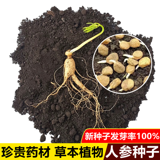 Changbai Mountain ginseng seeds, wild ginseng seeds, easy to grow Chinese medicinal materials in all seasons, easy to live indoor flower pots, ginseng seeds shipped without buds, big sale, 2 bags selected, about 104 capsules