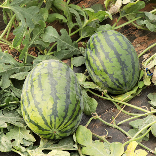 Nagrand Selenium Sand Large Melon Watermelon Seed Sweet King Watermelon Seed High Yield Spring and Autumn Southern Fruit Seed Giant Watermelon Selenium Sand Large Melon with about 100 original seeds