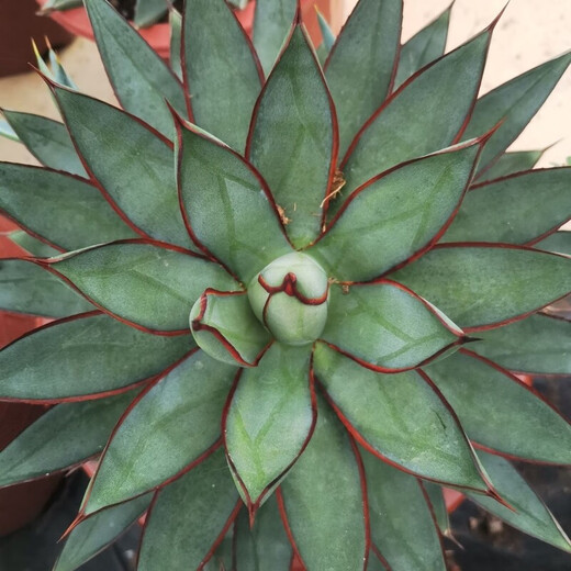 
Agave Taki Lei Succulent potted plants indoor and outdoor office garden flowers landscape green plants sandy plants Taki Lei Lei Agave 10-12