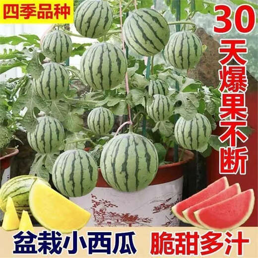 Super Sweet Honey Small Watermelon Seeds Ruby Seedless Small Watermelons for Four Seasons Planting in Balcony Courtyard Potted Fruit Seeds Honey Potted Small Watermelon Seeds (Eatable in 30 Days) High Yielding Seeds 2 Packs of About 80 New Seeds