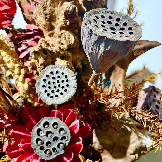 AIMAN dried flower lotus with seeds, lotus dried flowers with original pole lotus head, home decoration ornaments, photo props, flower arrangement shape, lotus with seeds, 10 pieces