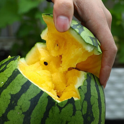 Dayu Yellow Heart Watermelon Seeds, Early Maturity, Yellow Skin, Red Flesh, Yellow Flesh, Special Xiaofeng Watermelon Seeds, Southern Fruit, Super Sweet Early Topaz Watermelon Seeds, 100 capsules/bag