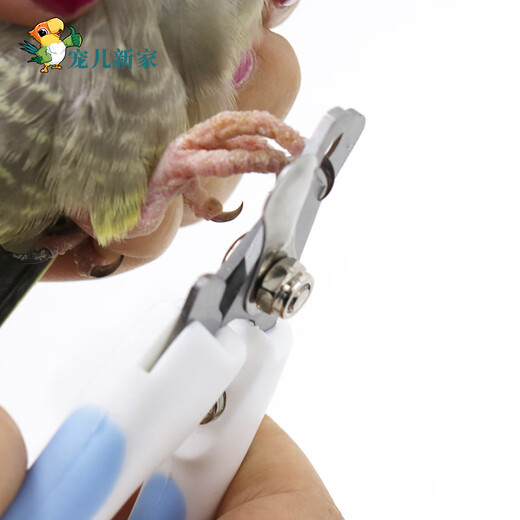 Beloved New Home Parrot Nail Clippers Bird Claw Nail Beak Tip Bird Nail Clippers Pet Obtuse Angle Scissors