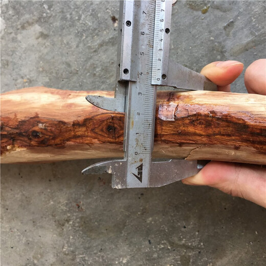 顶妃海南黄花梨紫色油梨鬼脸原木料2.0珠子料 底色紫紫 满满都是 图片色