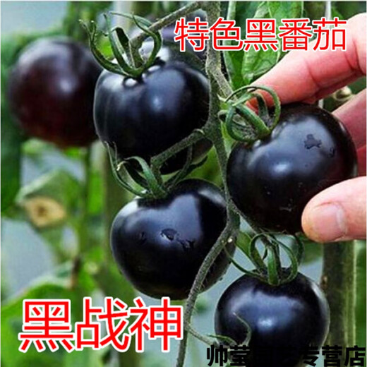 Chunzhiyun Cherry Tomato Seeds Cherry Tomato Seeds Small Tomatoes Good Taste and High Yield Four Seasons Vegetables - Pink Crystal Red 666 Tomatoes 20 Packs