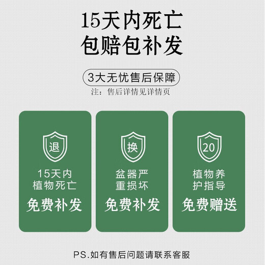 Shuangmeng Green Radish Potted Plants Formaldehyde Removal Flowers and Green Plants Office New House Air Purification 180 Styles Fu Character 4 Pots Straight from the Source