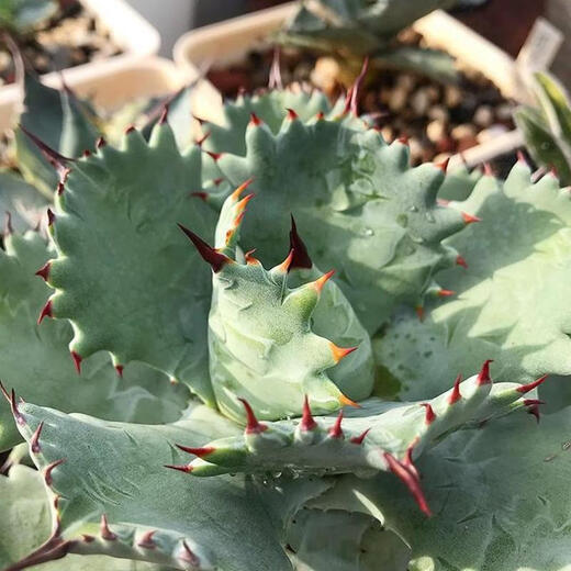 茗羽珺玥甲蟹龙舌兰潮流植物简单易养沙漠绿植厚叶龙舌兰类的耐旱植物 甲蟹龙舌兰16-18公分 不含盆