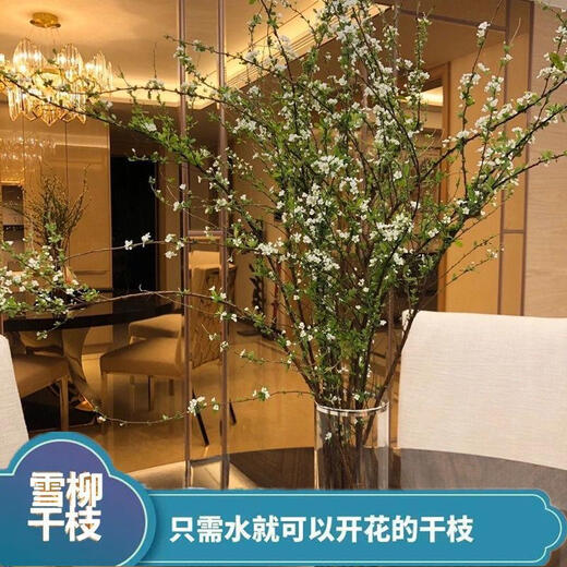 AIMAN hydroponic dry branches of snow willow spray snowflakes bloom when exposed to water. Plants and flowers with dead wood and spring dry branches and plums for indoor balcony flower arrangement. Spray snowflake branches 50-60 cm long, 20 branches. Delivery of dry branches. Hydroponic cultivation takes 10-20 days to germinate and bloom.