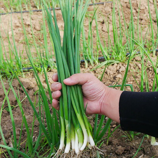 Beishu Four Seasons Chive Seeds Green Onion Seedlings Home Planting Potted Vegetable Seeds Four Seasons Chive Seeds 1000 capsules