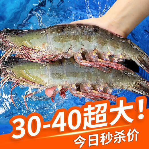 Dongshang Royal Shrimp Qingdao Prawn Base Shrimp Fresh Live Prawn White Prawn Sea Prawn Prawn Ice Prawn Frozen Shrimp Fresh Shrimp Seafood 3Jin Jin is equal to 0.5 kg (net weight) Air-frozen prawn Live shrimp quick-frozen 15-18cm Single extra large shrimp