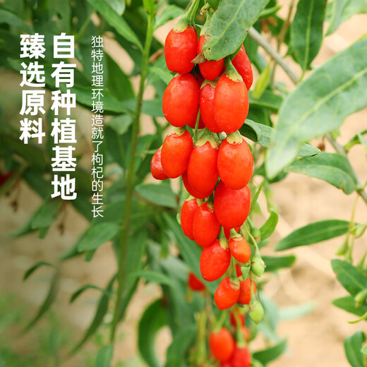 
Ning'anbao Ningxia wolfberry authentic, special grade wolfberry large pellet canned, gifts from elders, Ningxia wolfberry 500g [250g*2 cans]