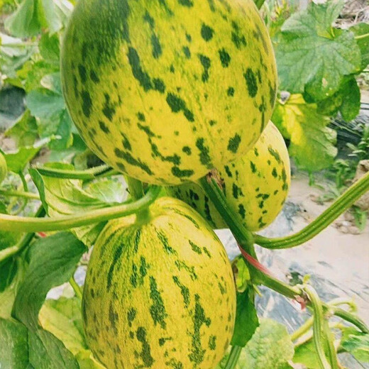 Beishu melon seeds, high sugar, early maturing, winter and spring sowing, extra large Balixiang seeds, about 30 pieces/pack