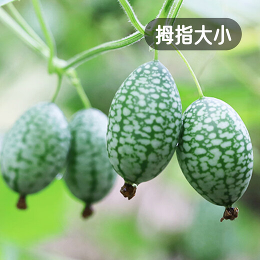Fengming Yashi thumb watermelon seeds 5 mini vegetable and fruit seeds seedlings balcony four seasons potted organic melon and fruit larvae