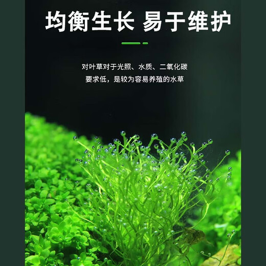 Crazy aquatic plants (FKSC) fish tank aquatic plants, real aquatic plants, purify the bottom aquatic plants, banyan crown grass, lying on the ground, short pearls directly into the tank, small pagoda, small tuo