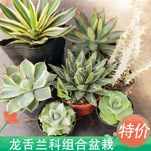 多肉龙舌兰 龙舌兰组合小盆栽大型多肉植物新手客厅装饰庭院绿植 白中斑7-8cm 裸根不带土