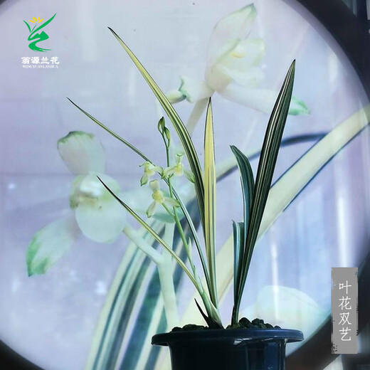 Wengyuan Orchid Jianlan Hetianxia Yehua Double Art Lotus-shaped Plain Heart Ceiling High-grade Xiangyi Precious Resource Grass Hetianxia 3 Seedlings Large and Strong Seedlings Bloom in the Year