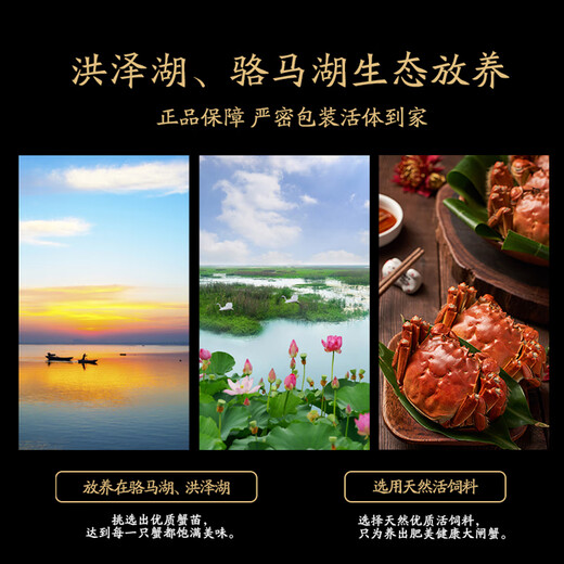 Live crabs, Suyu Senxiang, fresh hairy crabs, whole female crabs, 2.2-2.5 taels/piece, 8 pieces in total, ropeless and heavy, crabs, river crabs gift box