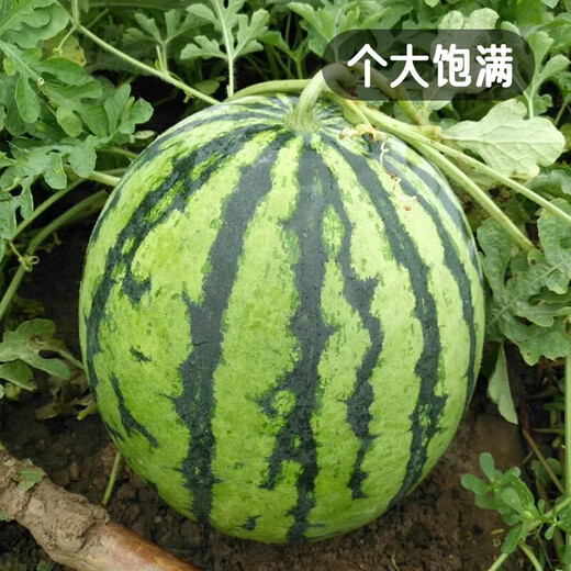 Fengming Yashi Kirin Meidu watermelon seeds with thin skin, crack-resistant and few seeds, super sweet and crispy Kirin Meidu watermelon seeds 50 capsules