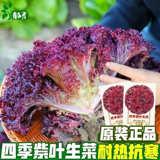 Purple leaf lettuce seeds, salad seeds, four-season planting, cold and heat resistant garden field vegetable seeds, rapeseed seeds, the best original purple leaf lettuce seeds () 1 pack, about 1600 seeds
