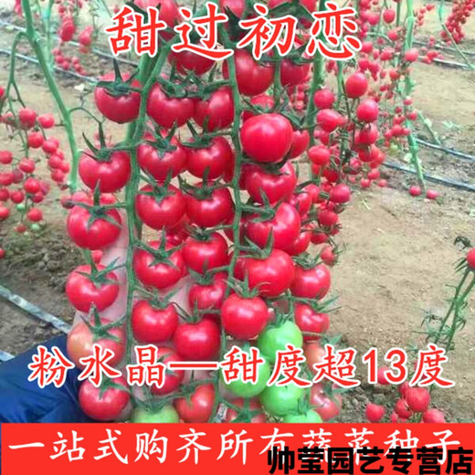 Chunzhiyun Cherry Tomato Seeds Cherry Tomato Seeds Small Tomatoes Good Taste and High Yield Four Seasons Vegetables - Pink Crystal Red 666 Tomatoes 20 Packs