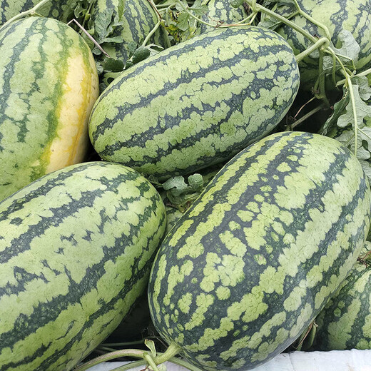 Beishu Lazy Man Watermelon Seed Seedlings Giant Extra Large Super Sweet Fruit Seed Lazy Man Watermelon Seeds About 50
