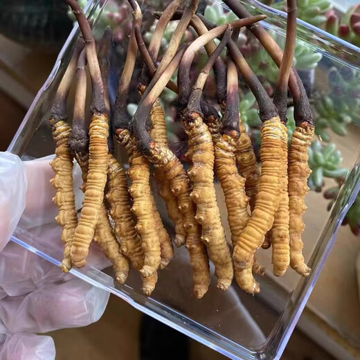 西藏直发正宗高海拔新鲜冬虫夏草2025年头茬精选鲜虫草高档滋补品 0.9-1克/根 50根