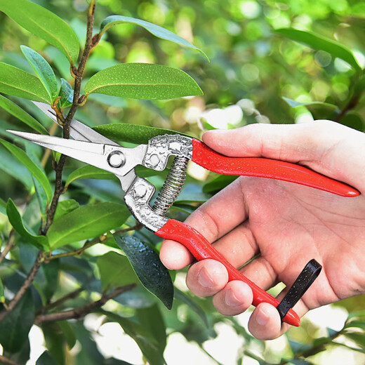 JPHZNB Farmer's Helper Fruit Picking Scissors Fruit Thinning Scissors Grape Flower Thinning Scissors Pruning Pruning Scissors Citrus Pepper Special Fruit Picking Scissors Straight Head Dip Plastic Scissors