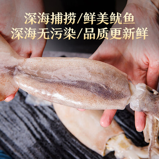 Mega fresh frozen whole large squid (2-3 pieces) net weight 550g whole squid deep sea fishing