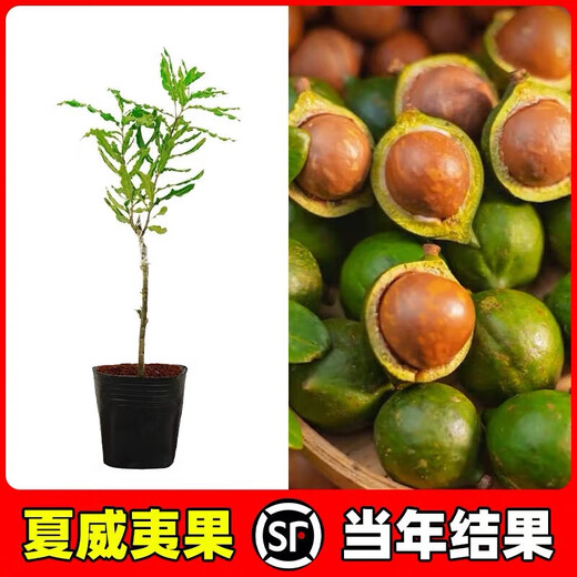 桂热一号坚果苗澳洲夏威夷果正宗矮化嫁接苗庭院常绿树苗带土发货 695号坚果三年【带营养杯发货】 90cm(含)-99cm(含)