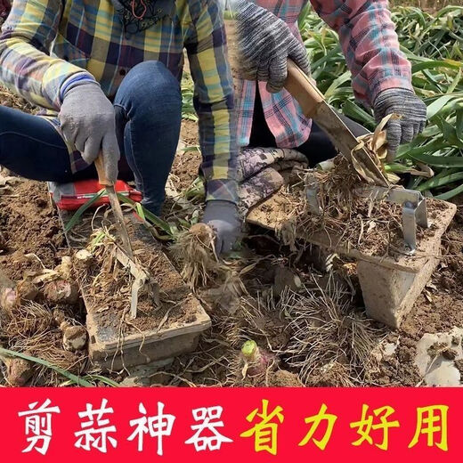 Yue Li's special scissors for cutting garlic. Garlic shearing machine for cutting garlic roots. New knife and garlic head artifact. Household manganese steel thickening tool. Thickening and sharpness - Garlic shearing artifact. 99% labor saving.