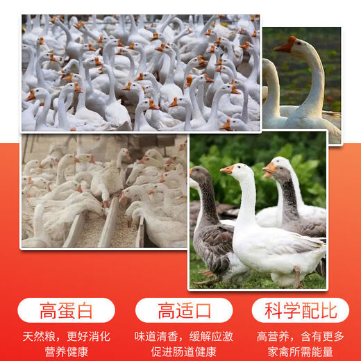 OIMG factory direct sales 80 Jin Jin equal to 0.5 kg goose feed for goose goose open meat goose fattening pellets full price feed for farms special 5 Jin Jin equal to 0.5 kg medium pellet goose feed