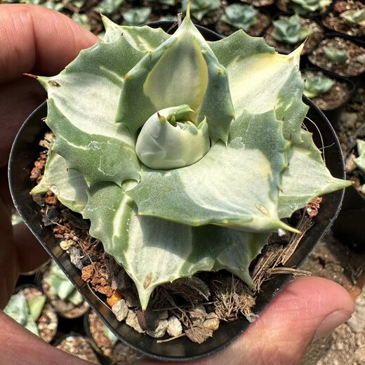 Yingyu Huayuan Princesa Thor mancha blanca Pequeña planta en maceta de suculentas familiares de agave, las flores mutantes y las plantas son fáciles de cultivar, la princesa de la palma de flores verdes 7-8 cm
