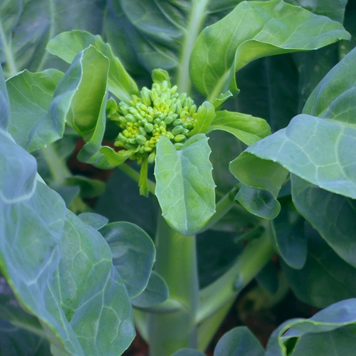 Xiangbin kale seeds kale field open-air planting in spring, summer, autumn and winter sowing pot seeds Guangdong vegetable seeds white flower willow leaf kale seeds 2000 original x2 pack