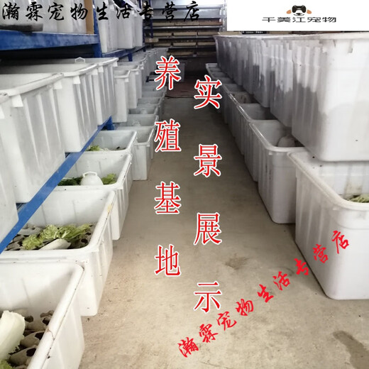 [Quick Delivery] White crickets live feed lizard gecko spider arowana fish bird food needle cricket oil gourd 1-2 cm 200 white crickets