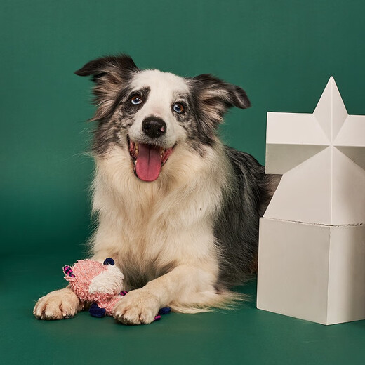 GiGwi rattle paper lion two kinds of sound-making plush dog toys, bite-resistant and boredom-relieving puppies, small and medium-sized dog pet toys