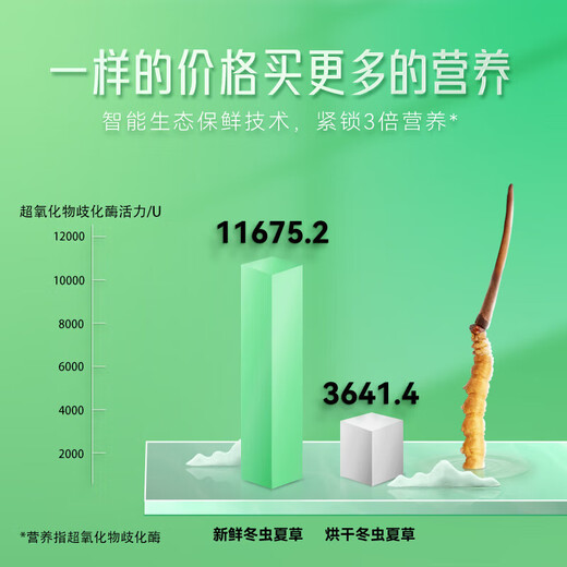 Dongyangguang Fresh Cordyceps 0,4-0,6g / 10 Les suppléments frais cordyceps sinensis sont envoyés aux anciens et aux personnes âgées pour envoyer des cheveux directs à la source