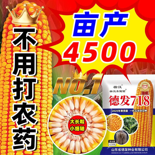 Brave Man Defa 718 High-Yield Corn Seeds Sammlung der landwirtschaftlichen Wissenschaftsakademie für landwirtschaftliche Produkte Double Rod Short Rod Anti-inverted Mais Standard Hot [etwa 4220 Körner]