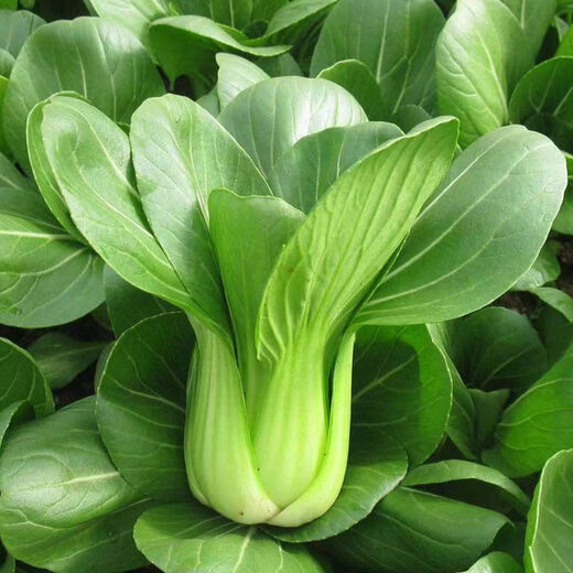Qiuying Dwarf Suzhou green vegetable seedlings all seasons Shanghai green rice seedlings Wutai small green vegetable seedlings balcony field vegetable growing vegetables Shanghai green seedlings 20 trees