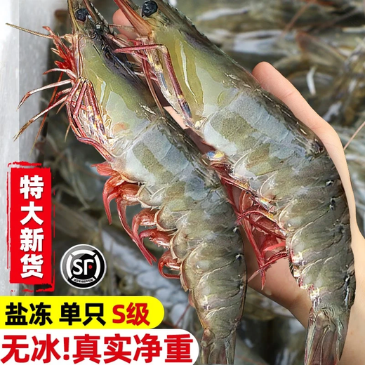 Dongshang Royal Shrimp Qingdao Prawn Base Shrimp Fresh Live Prawn White Prawn Sea Prawn Prawn Ice Prawn Frozen Shrimp Fresh Shrimp Seafood 3Jin Jin is equal to 0.5 kg (net weight) Air-frozen prawn Live shrimp quick-frozen 15-18cm Single extra large shrimp