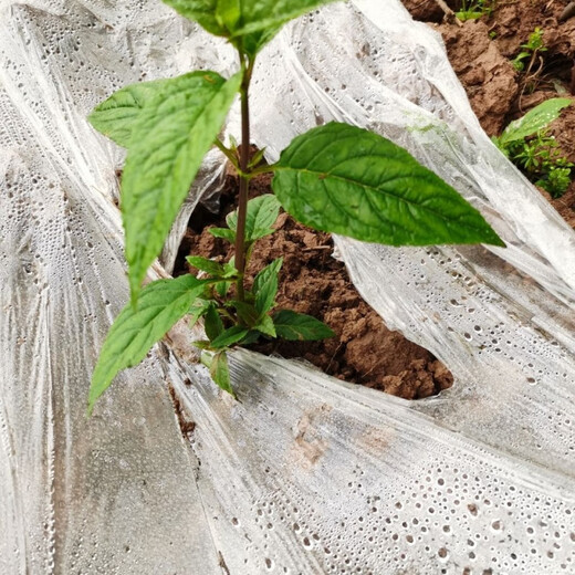 Jingyu Yunnan golden flower red ginseng rare fruit four-season green plant abacus fruit spider fruit Yunnan abacus fruit 100 red ginseng coated large black fruit seeds