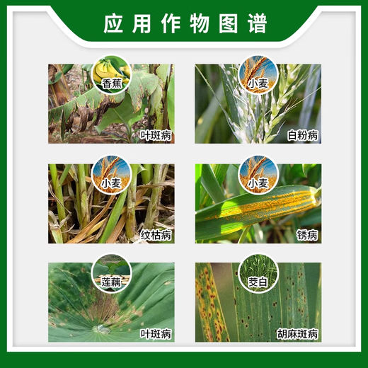 Syngenta Syngenta Xiute propiconazole banana leaf spot wheat powdery mildew rust sheath blight fungicide pesticide 1L