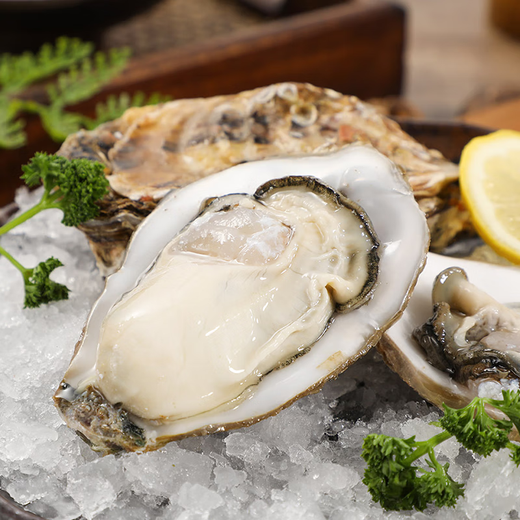 Fresh oysters 230-330g/piece