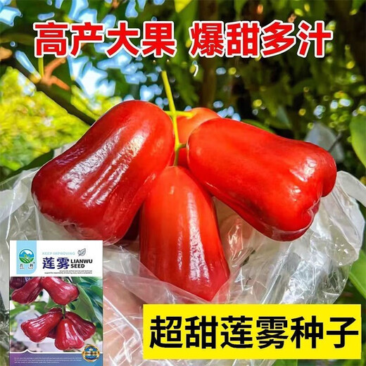 Four Seasons Sowing Lotus Mist Seeds, Black Diamond Lotus Mist Seeds, Brown Sugar Barbie Fruit Seeds, Potted Plants, Fruit Seedlings, Potted Plants, Lotus Mist Seeds (Sweet and Juicy) New Product (3 Packs of 300 Tablets) Fruit-filled Branches