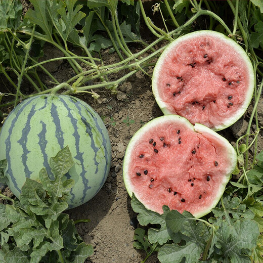 Zhongke Maohua Fruit Seeds Unparalleled Kirin Watermelon Seeds Anti-crack Jingxin 8424 Watermelon Seeds Thin Skin Red Flesh Unparalleled Kirin 10g/bag (about 160 pieces) Disassembled and packed